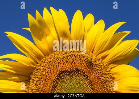 Primo piano di un'ape su un girasole gigante giallo con un cielo blu luminoso. Foto Stock