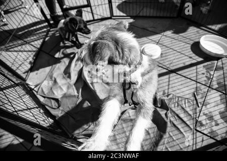 Cane bloccato in gabbia, animali abbandonati per adozione, animali domestici Foto Stock
