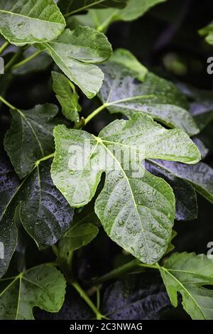 Foglie di fico bagnate, dettaglio di albero bagnato dalla pioggia Foto Stock