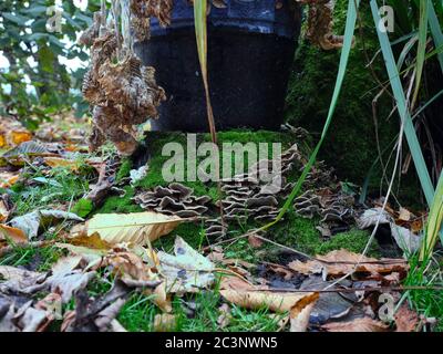 Un'immagine granulosa del fungo dell'autunno che cresce su un vecchio ceppo di alberi nel piccolo giardino amatoriale a 900ft in Nidderdale Foto Stock