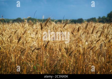Paesaggio agricolo. Raccolto di grano, e cielo nuvoloso. Foto Stock