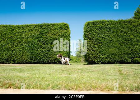 English Springer Spaniel Foto Stock