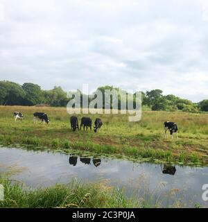 2020 giugno - allevamento di bestiame sui pascoli ai livelli del Somerset Foto Stock