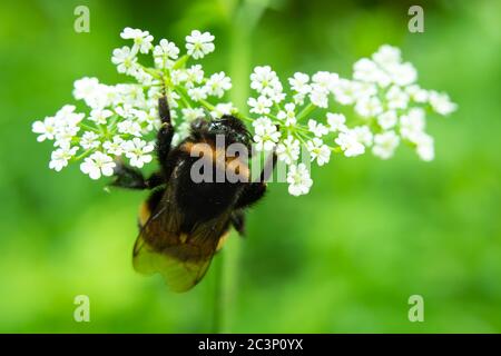Un bumblebee seduto su fiori bianchi, vista estiva Foto Stock
