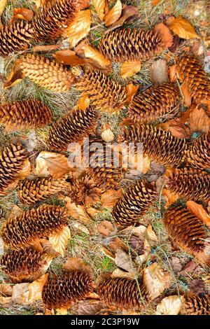 Colpo di closeup verticale ad alto angolo di coni caduti sul massa Foto Stock