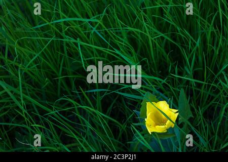 un tulipano giallo tra erba verde. vista dall'alto Foto Stock