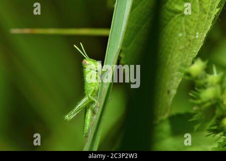 Grasshopper su una lama di erba. Foto Stock