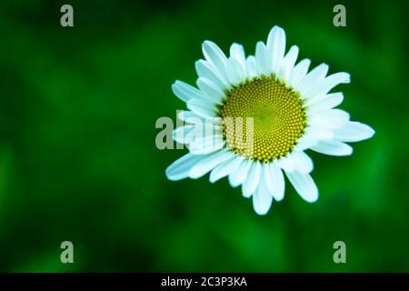Bianco camomilla fiore in primo piano e sfondo verde, vista estiva Foto Stock