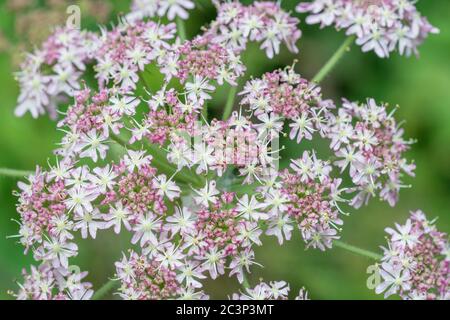 Fiori e boccioli di Hogweed / Cow Parsnip - Heracleum sphondylium. Buon esempio di forma a grappolo di fiori Umbellifer. la pelle del sap si vescica. Foto Stock