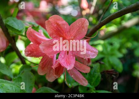 Fiori rosa di Rhododendron japonicum dopo la pioggia Foto Stock