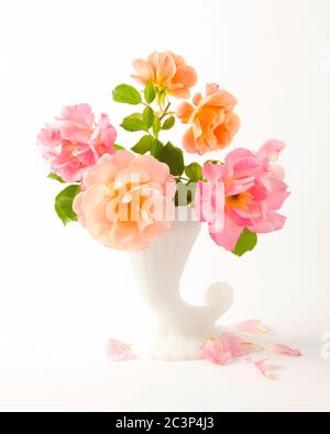 Rose rosa e arancio disposte in vaso di porcellana bianca Foto Stock