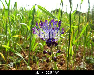 Primo piano di un'uva Tassel giacinto che cresce tra i erba verde Foto Stock