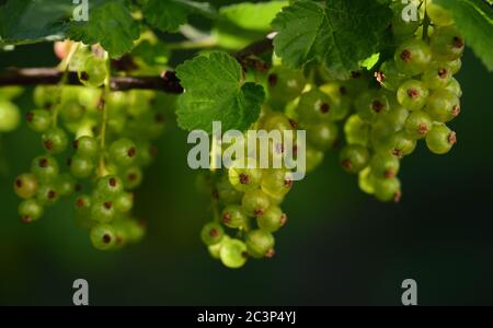 I ribes verdi crescono in primavera su un bush di curry in natura, su sfondo verde Foto Stock