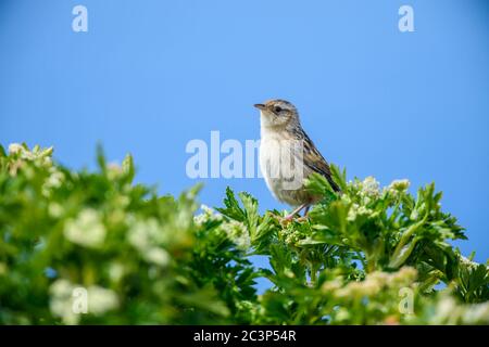 Falklands erba grinzelo (Cistotorus platensis Falklandicus), Isola dei leoni marini, Falkland orientale, Isole Falkland Foto Stock