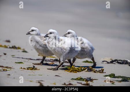 Kelp oca (Chloephaga hybrida), carcassa Isola, Falkland occidentale, Falkland Isole Foto Stock