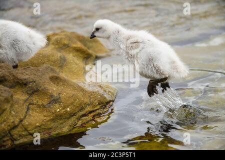 Kelp Goose (Chloephaga hybrida), Saunders Island, West Falkland, Falkland Islands Foto Stock