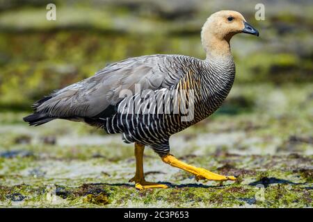 L'oca di montagna (Chloephaga pitta leucoptera), l'isola della carcassa, Falkland occidentale, Isole Falkland Foto Stock