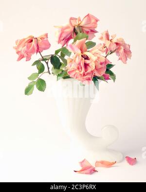 Rose morte o appassite in vaso bianco, con fiori gialli, rosa arancio studio su sfondo bianco Foto Stock