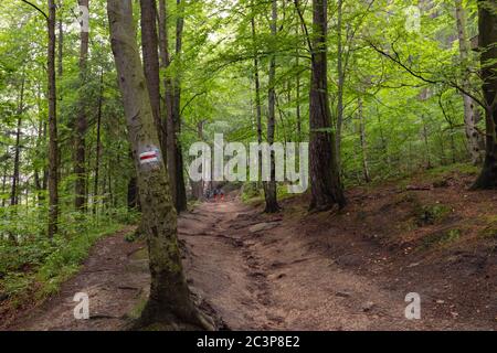 Escursionisti camminando su sentiero turistico rosso segnato nella foresta di montagna Foto Stock