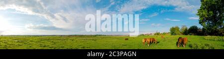 Meraviglioso panorama delle montagne. Cavalli su un prato di montagna. Panorama estivo in montagna. Ucraina, Carpazi. Bella natura v Foto Stock
