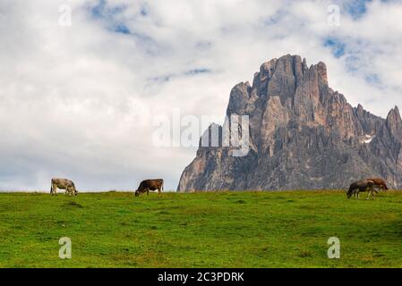 Mucche alpine su prato alpino in Alpe di Siusi con montagna Sassolungo, Dolomiti, Alto Adige, Italia Foto Stock