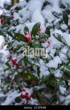 Immagine verticale di una comune boccola forata coperta in neve di giorno in inverno Foto Stock