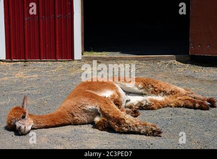 Un alpaca marrone che si stesa a terra in una fattoria Foto Stock