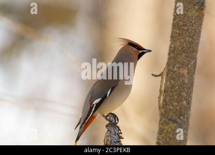 Un'ala bohemien, Bombycilla garrulus, arroccata su un tronco di albero rotto in una vecchia foresta di crescita in Alberta Canada Foto Stock