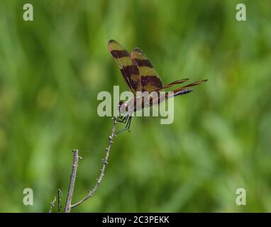 Halloween Pennant Libellula Foto Stock
