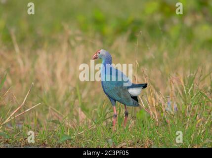 Un uccello azzurro selvaggio che si muove da solo nella verde zona umida per raccogliere il cibo alla luce del mattino nel suo habitat . Foto Stock