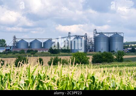 Grano silos in campi di mais Foto Stock