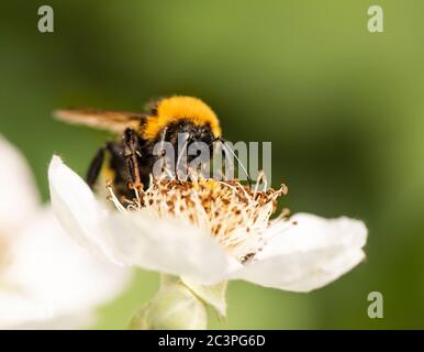 Bumblebee, ape, arroccato, nutrendo un fiore bianco, estate Bedfordshire, Regno Unito Foto Stock