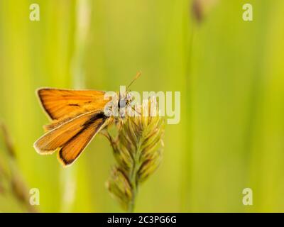 Piccolo skipper butterflfy, arroccato su una testa di erba nella campagna britannica Foto Stock