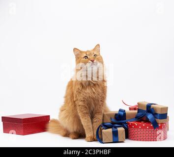 divertente gatto adulto zenzero seduto al centro di scatole avvolto in carta marrone e legato con nastro di seta, regali e un animale su uno sfondo bianco, bir Foto Stock
