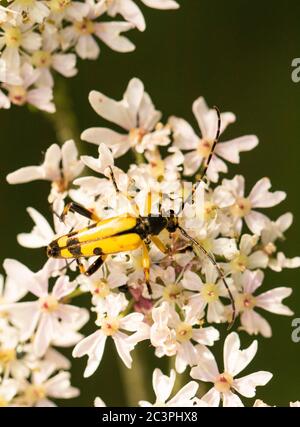 Rutpela maculata, cerambycidae, coleottero giallo arroccato su un fiore, nella campagna britannica Foto Stock