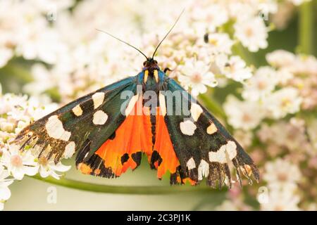 Scarlatto Tiger Moth, callimorfina Dominula, arroccato su un fiore nella campagna britannica, che guarda un po 'peggio per l'usura Foto Stock