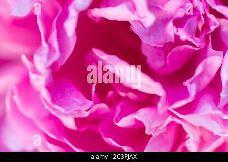 Immagine di austazione rosa. Delicata struttura floreale di pony. Foto con messa a fuoco morbida Foto Stock