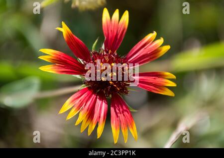 Fiore della ruota di fuoco, (pulchella di gaillardia) anche conosciuto come Blanketflower indiano, il fiore di stato dell'Oklahoma Foto Stock