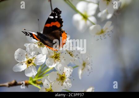 Farfalla ammiraglio rosso su fiori di pera Bradford bianco Foto Stock