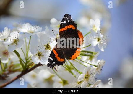 Farfalla ammiraglio rosso su fiori di pera Bradford bianco Foto Stock