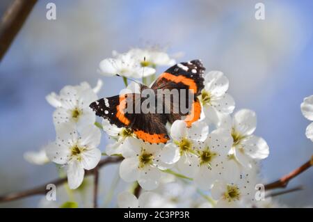 Farfalla ammiraglio rosso su fiori di pera Bradford bianco Foto Stock