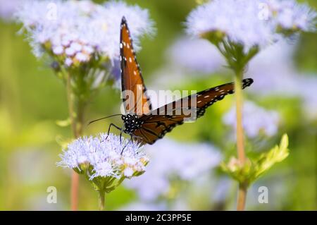 farfalla regina sul fiore di gregg Foto Stock