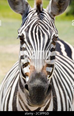 faccia zebra, verticale Foto Stock