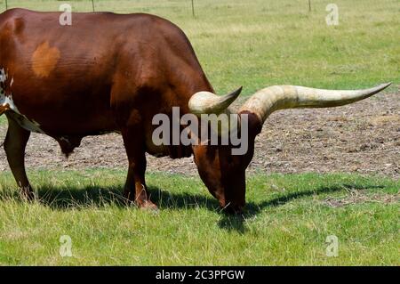 bovini ankole-watusi Foto Stock