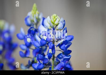 Primo piano di un bel bluebonnet, il fiore di stato del Texas Foto Stock