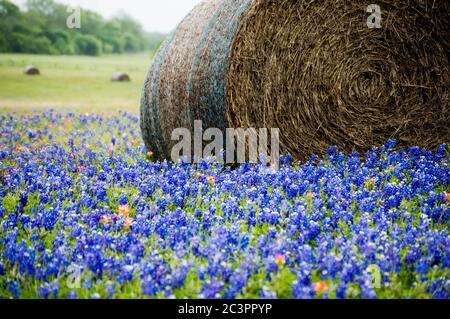 Balla di fieno in un campo di Bluebonnet Foto Stock