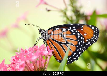 Regina farfalla sulla pentas rosa Foto Stock