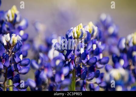 splendido campo blu nel texas hill country Foto Stock