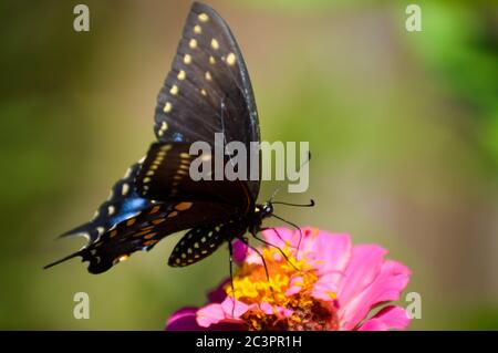 farfalla nera orientale a coda di rondine su una zinnia Foto Stock