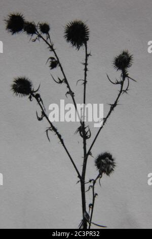 Fine anni 70 vintage in bianco e nero fotografia estrema della pianta comune di cardo che cresce nei campi, Silybum marianum. Foto Stock